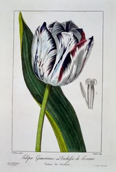 Tulpe der Herzogin von Toskana, 1836